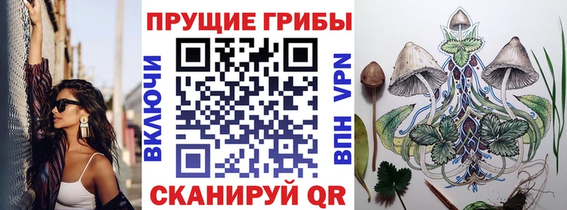 Галлюциногенные грибы Psilocybe  Суджа 